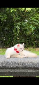 American curl mix siam