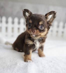 CHIHUAHUA PUPPIES 167🌷Head Apple Cute Dog