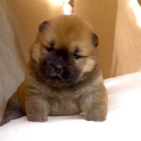 Chowchow