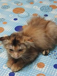 baka Scottish Fold