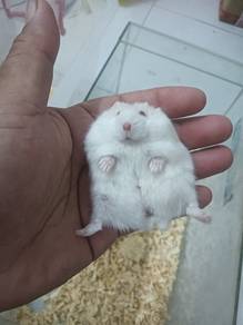 hamster winter white sepasang