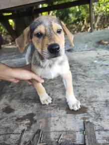 3 male puppy for adoption in Klang 