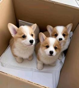 Welsh Corgi