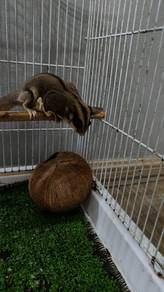sugar glider untuk mencari tuan penjaga yang baru,
