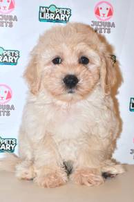i24 Lovely Maltichon Dog