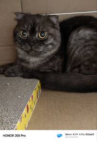 Scottish Fold MIX Domestic Shorthair