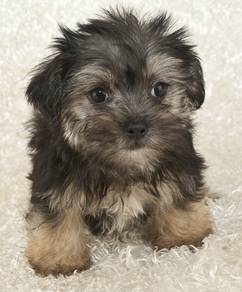 Tippy-toed Silkese Cute Small Sikly Coat Puppy Bab