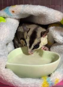 Mosaic Sugar Glider