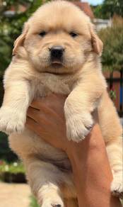 Golden retriever 7