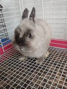 Clearance Senior Netherland Dwarf Rabbit