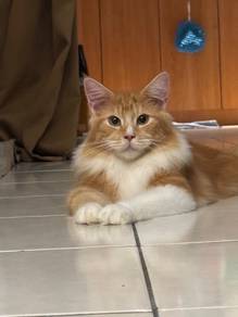 Mainecoon