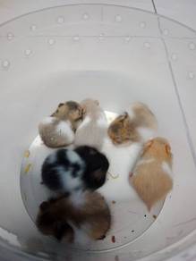 hamster syrian 