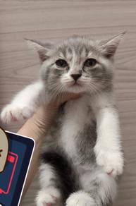 BSH mix American Curl