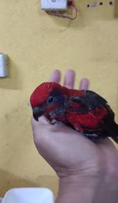 Burung red lorikeet Hand feed Siap lesen