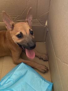 Puppy for adoption