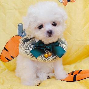 Bichon