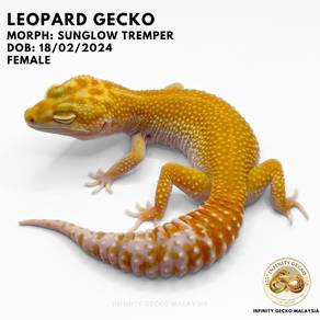LEOPARD GECKO Malaysia SUNGLOW TREMPER 马来西亚新山豹纹守宫