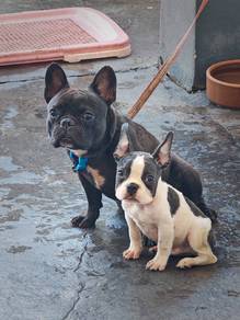 French Bulldog For Sale 