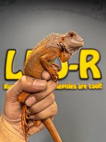 Iguana (Red Hypo)