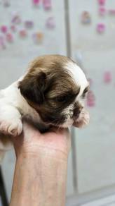 Shih Tzu Puppy