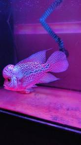 Flowerhorn 