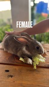 Bunny