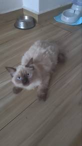 Seal Point Non Standard Munchkin