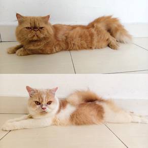 Couple Kucing Parsi