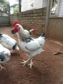 Ayam light Sussex jantan untuk dijual