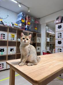 golden shaded British short hair kitten cat