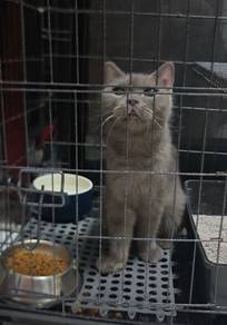 sangkar free cat bsh
