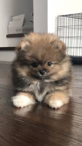 J8979 Barky Pomeranian Fluffy Ball Puppy Dog