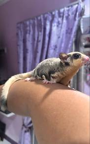 Sugar Gliders for Rehoming area Kuantan