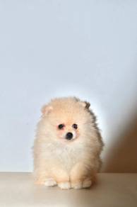 H25 Little Pomeranian Puppy