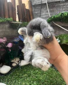 Holland lop