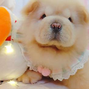 Chow Chow