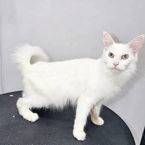 White Maine Coon Cat for Rehoming