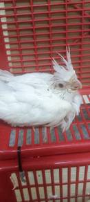 albino cockatiel