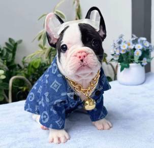 FRENCH BULLDOG PUPPIES 🌻VIP125 Panda Boy