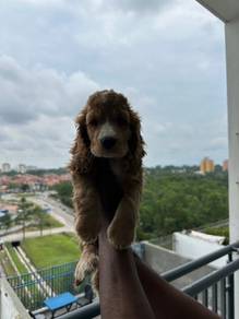 cocker spaniel