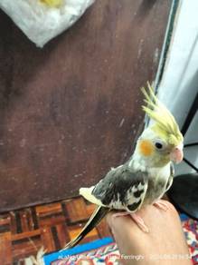 Cockatiel