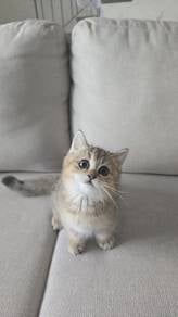 MUNCHKIN Male