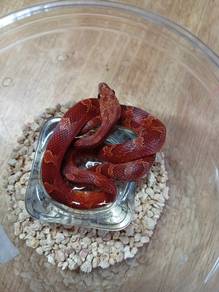 Corn Snake Clearance 
