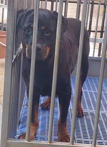 Rottweiler 