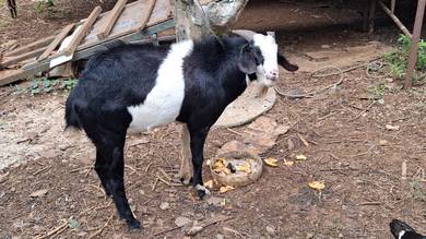 Kambing 