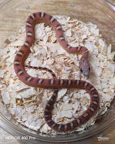 Corn Snake Scaleless 