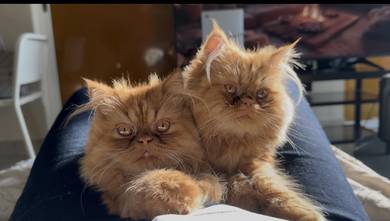Pure Persian Kitten orange