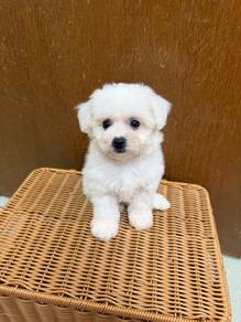 Bichon
