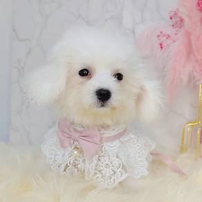 Bichon frise