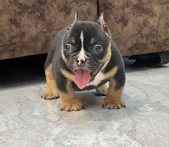 AMERICAN BULLY PUPPIES S135 🐻 Rehome Male Female
